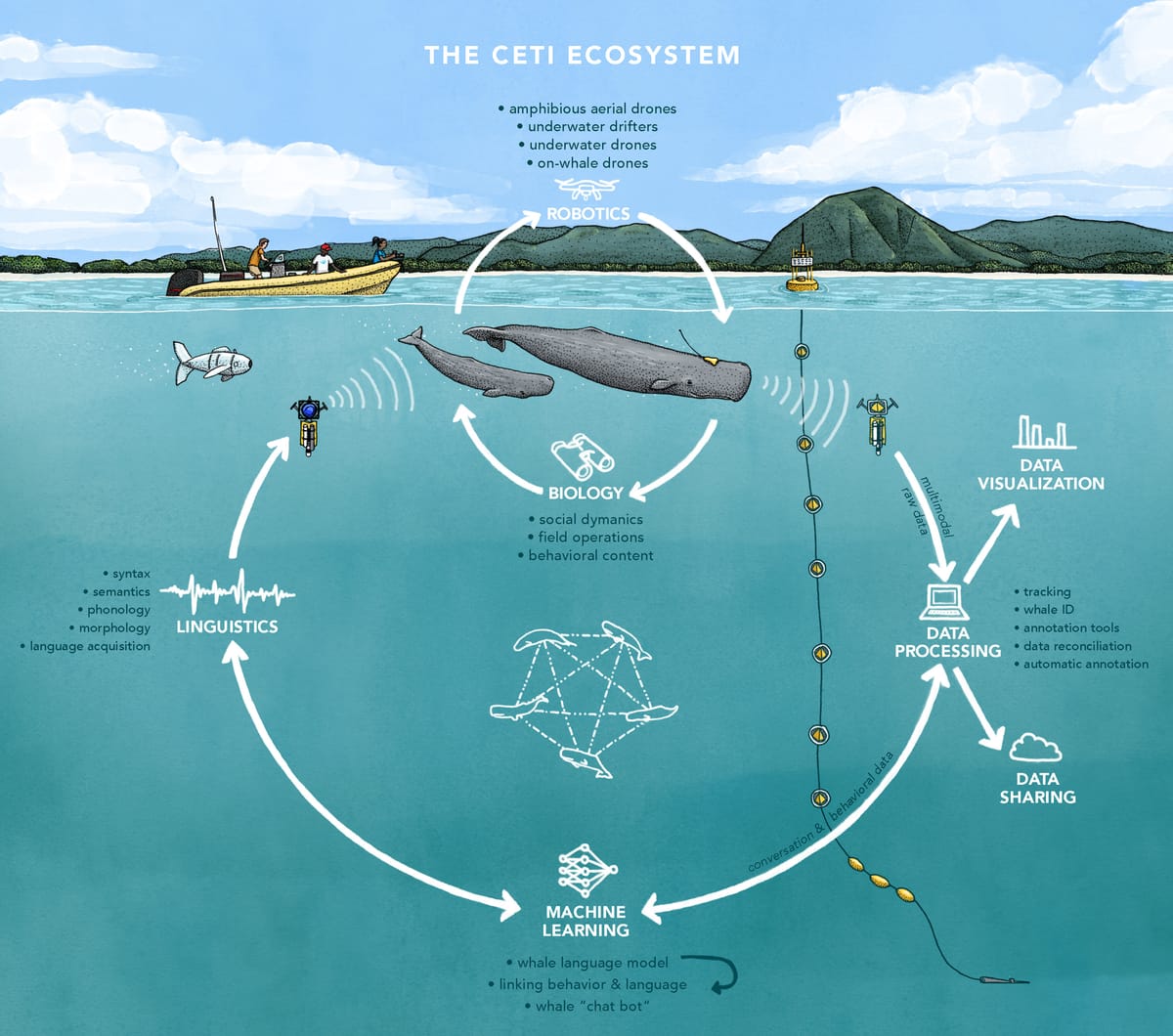 AI deciphers whale language